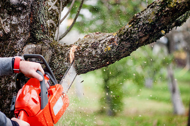 Tree Care Services